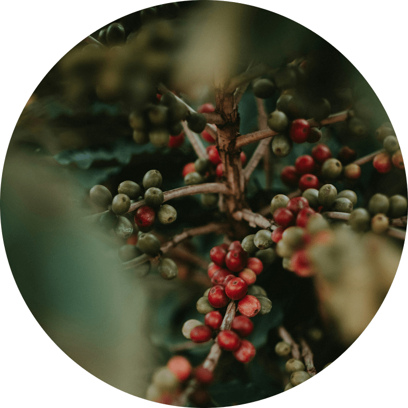 Organic Green Coffee Bean Extract Caffeine